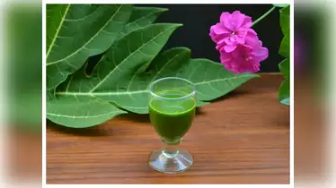 पपीते के पत्तों से पाएं बेदाग और दमकती त्वचा – जानिए चमत्कारी फायदे और उपयोग