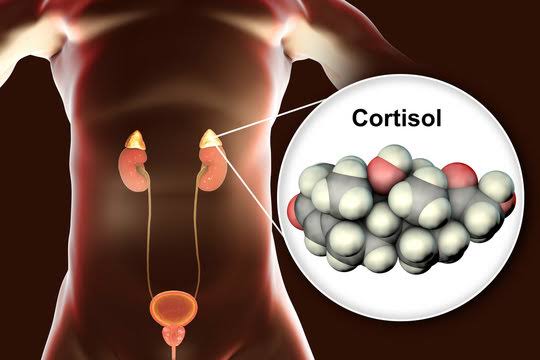 Cortisol: तनाव हार्मोन क्या है, कब बनता है और कैसे करें कंट्रोल?